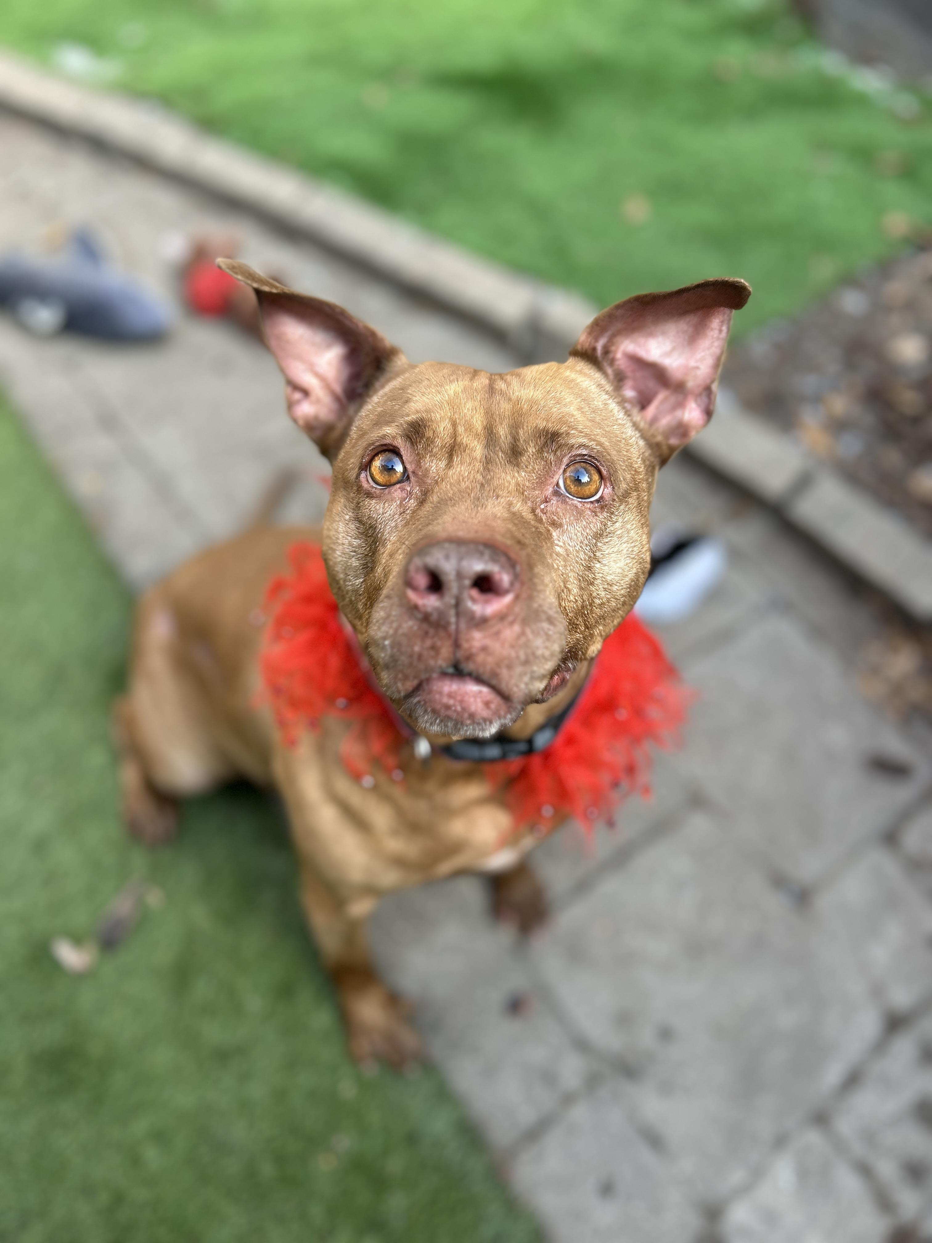 Celine Dion, Adoptable, Adult Female Pit Bull Terrier.