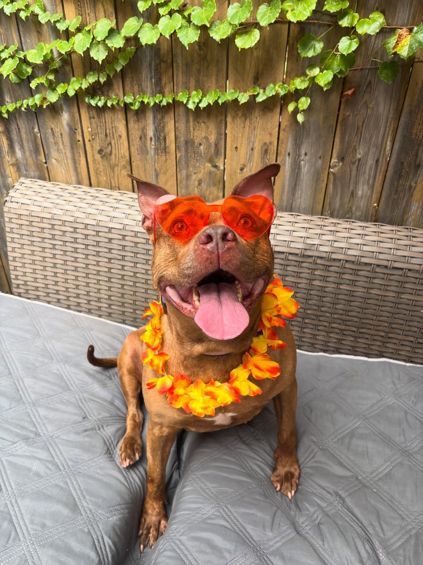 Enlarge Celine Dion, a Adoptable Pit Bull Terrier in Pittsburgh, PA image 1/6