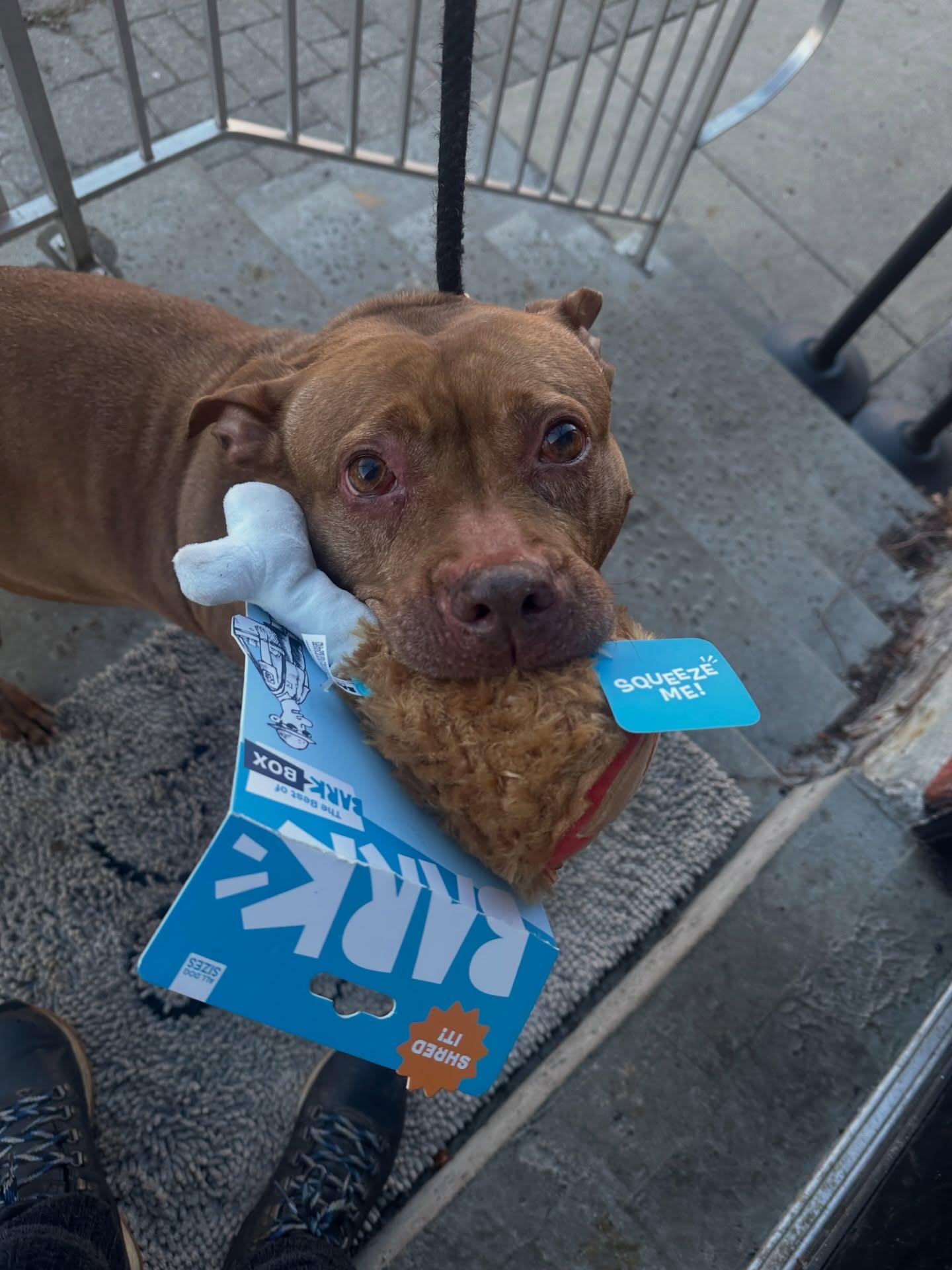 Enlarge Celine Dion, a Adoptable Pit Bull Terrier in Pittsburgh, PA image 2/6