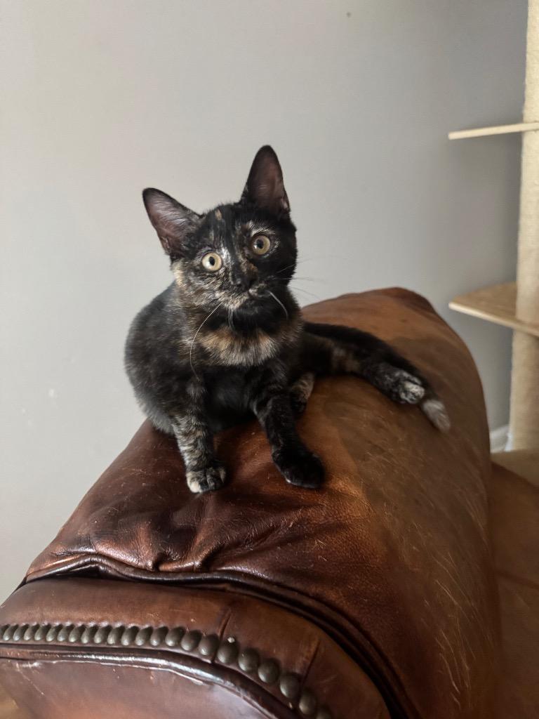Sadira, Adoptable, Kitten Female Domestic Short Hair.