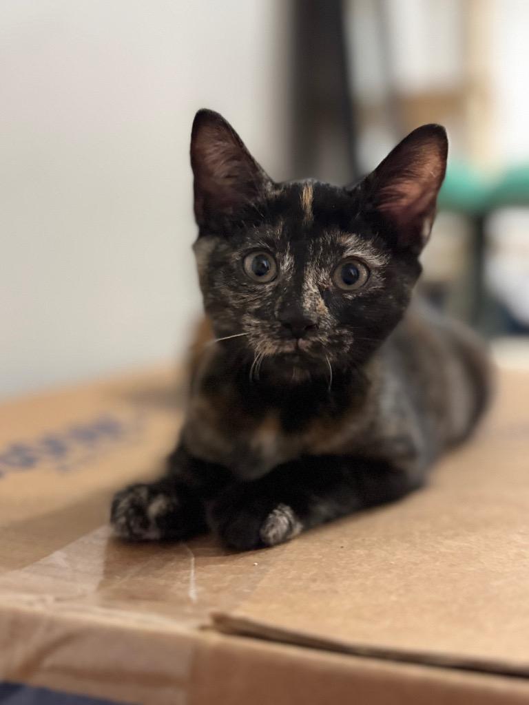 Sadira, a Adoptable mixed breed in Newnan, GA image 1/3
