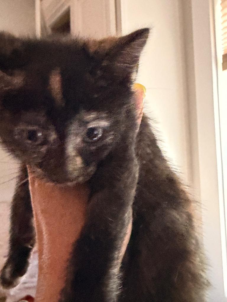 Sadira, a Adoptable mixed breed in Newnan, GA image 2/3
