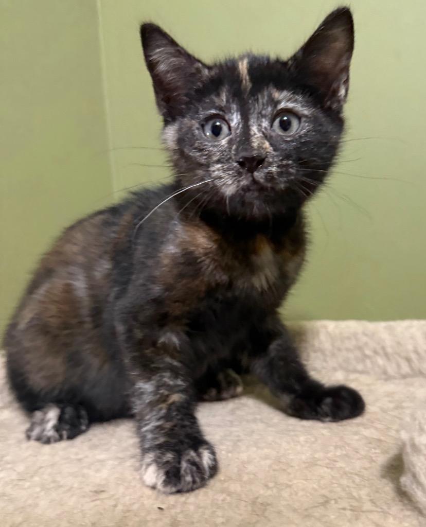 Sadira, a Adoptable mixed breed in Newnan, GA image 3/3