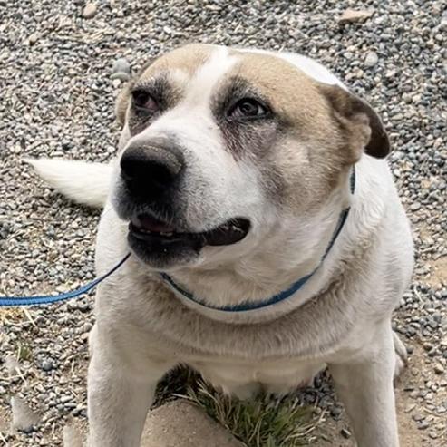 Creek, Adoptable, Young Female Cattle Dog.