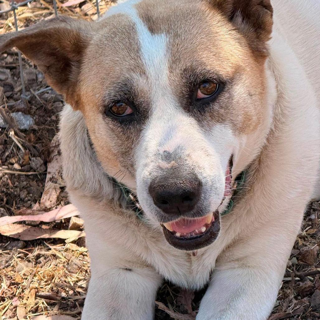 Enlarge Creek, a Adoptable Cattle Dog in Lompoc, CA image 2/3