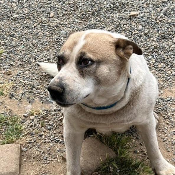 Enlarge Creek, a Adoptable Cattle Dog in Lompoc, CA image 3/3