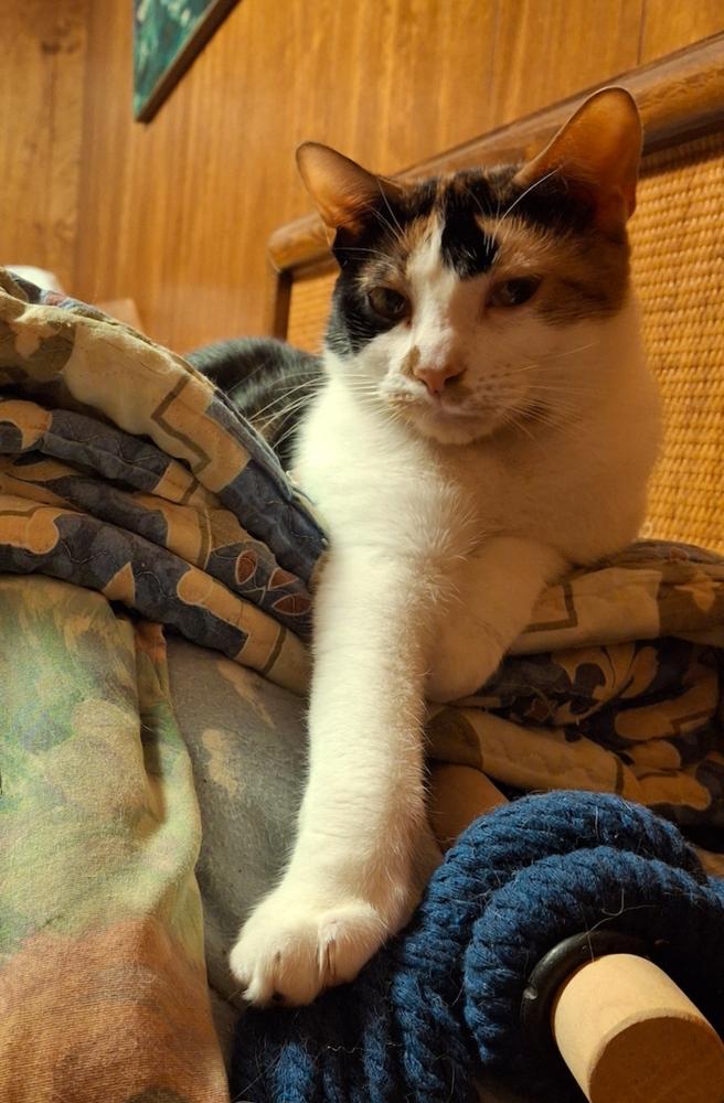 Enlarge Sweetie Pie, a Adoptable Domestic Short Hair in Elmsford, NY image 1/6