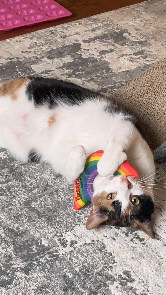 Sweetie Pie, Adoptable, Adult Female Domestic Short Hair.