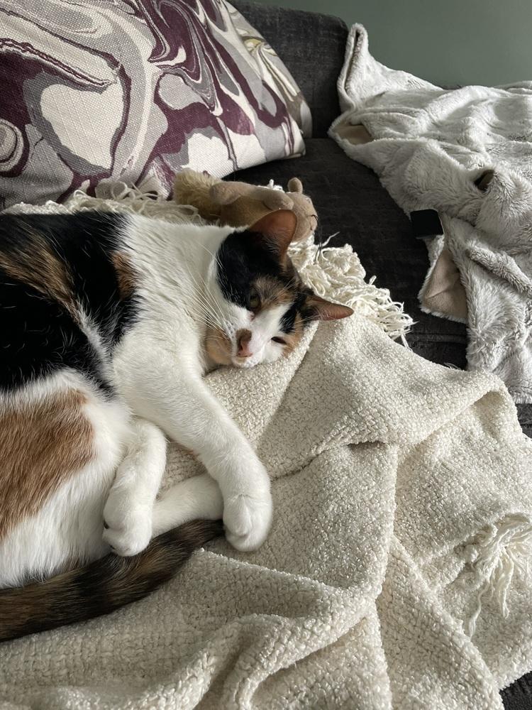 Enlarge Sweetie Pie, a Adoptable mixed breed in Elmsford, NY image 2/6