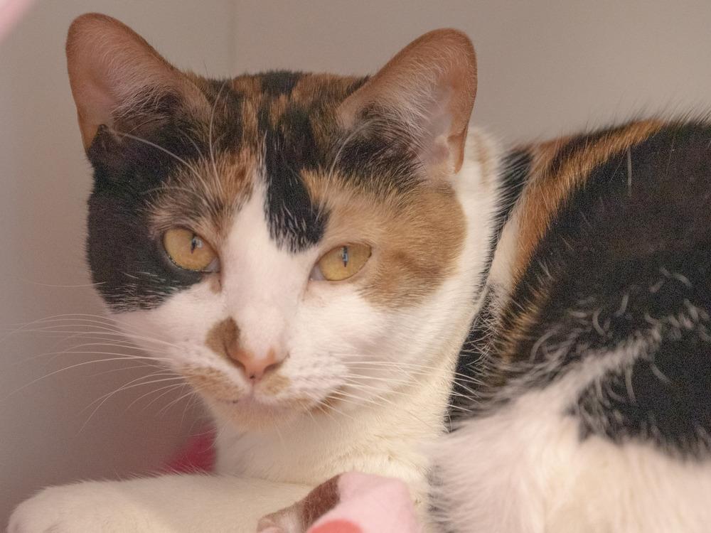Enlarge Sweetie Pie, a Adoptable mixed breed in Elmsford, NY image 3/6