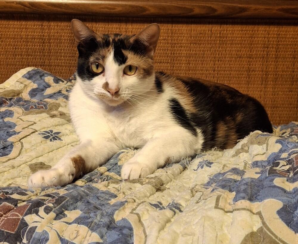 Enlarge Sweetie Pie, a Adoptable Domestic Short Hair in Elmsford, NY image 2/6