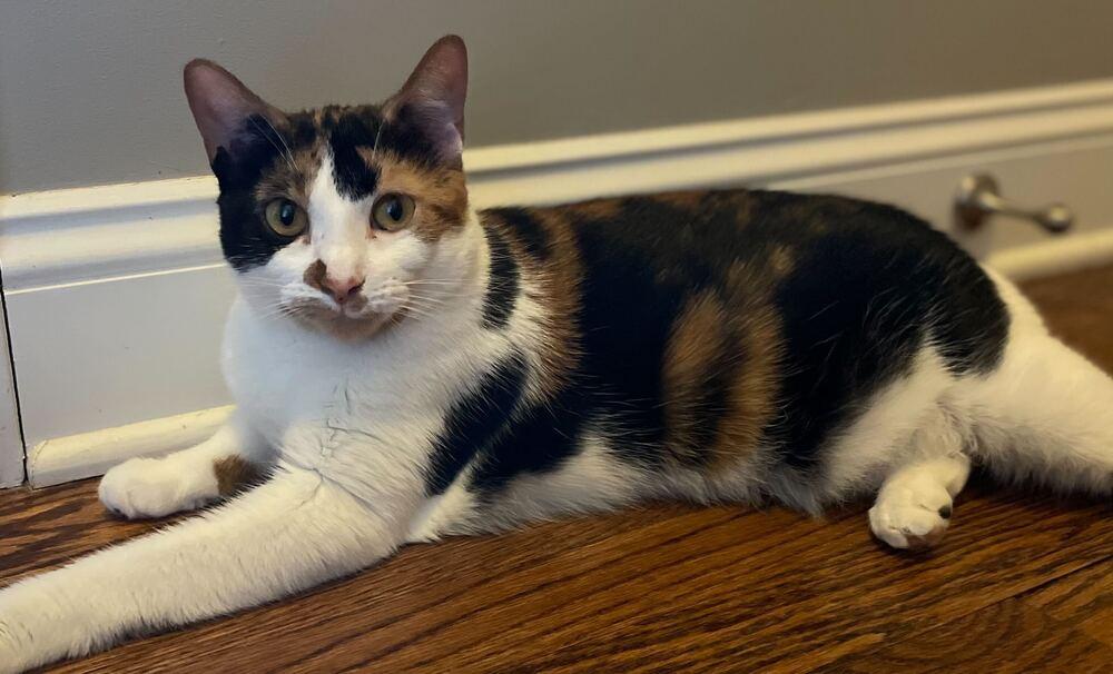 Enlarge Sweetie Pie, a Adoptable Domestic Short Hair in Elmsford, NY image 3/6