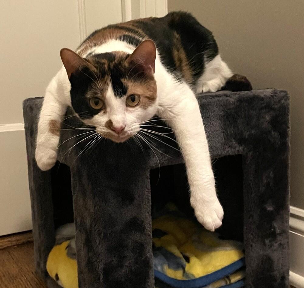 Enlarge Sweetie Pie, a Adoptable mixed breed in Elmsford, NY image 2/6