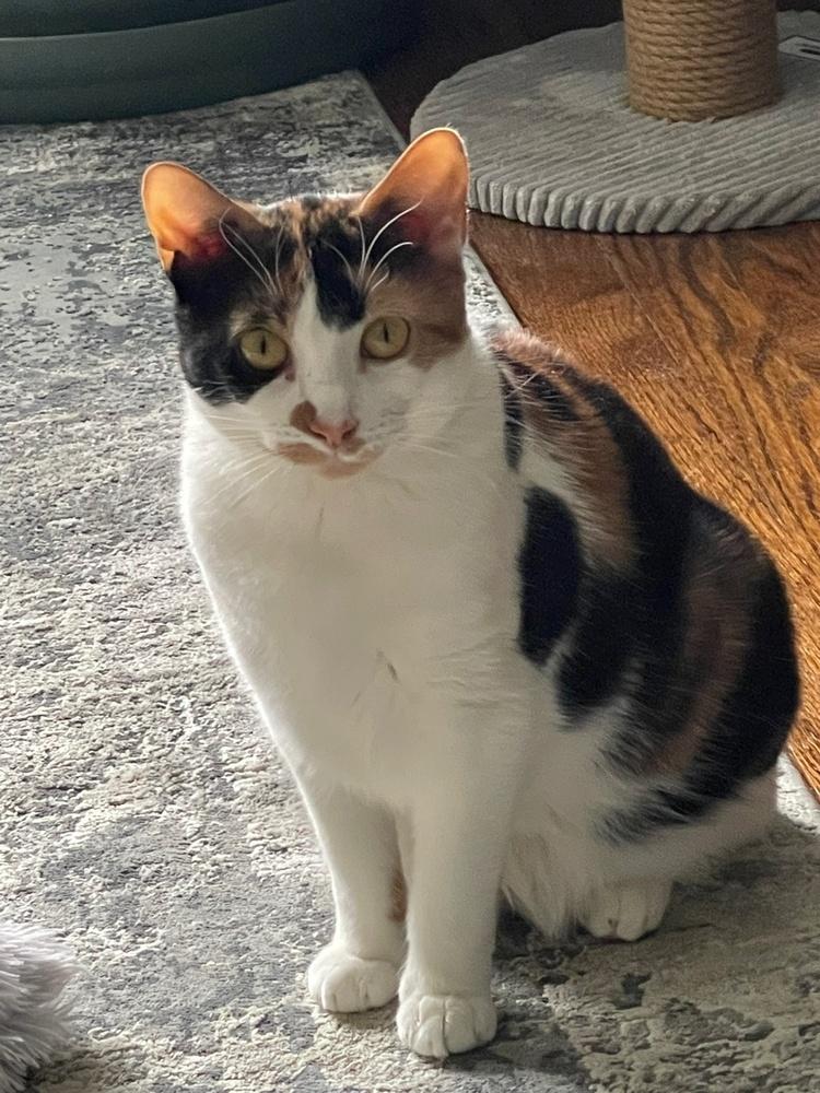 Enlarge Sweetie Pie, a Adoptable mixed breed in Elmsford, NY image 3/6