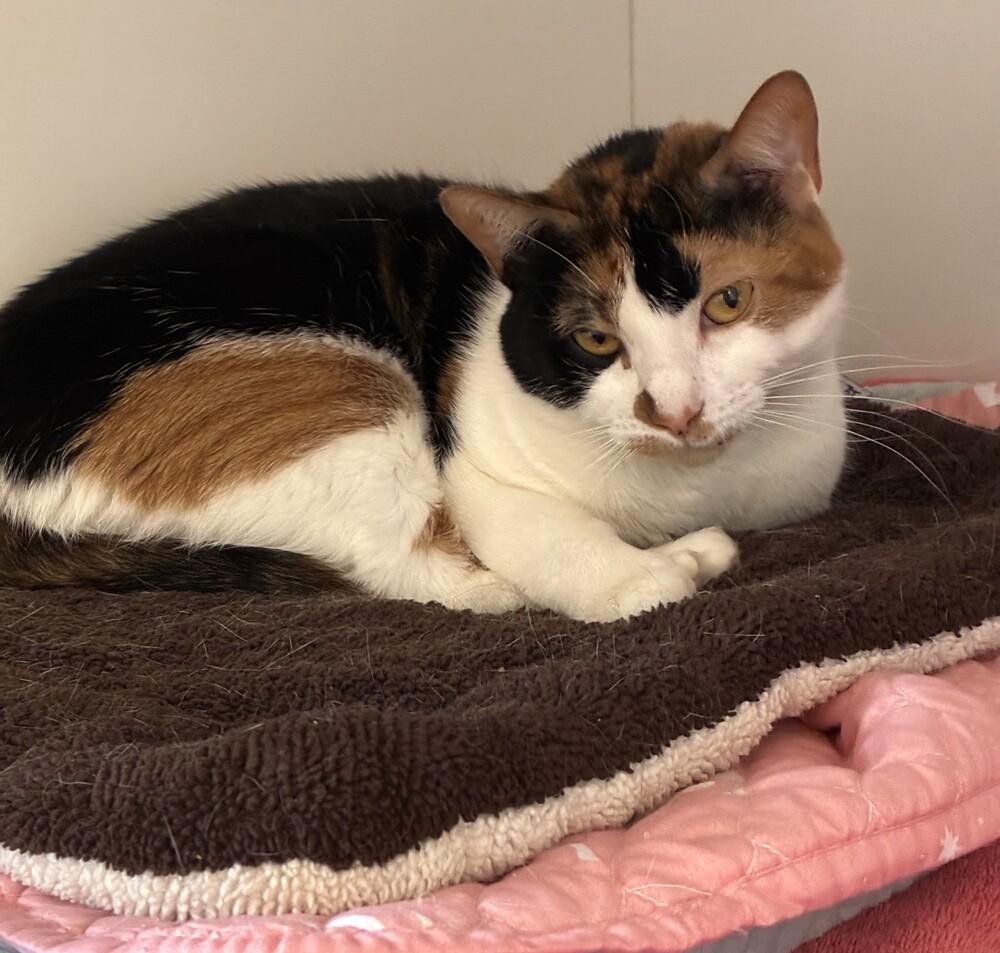 Enlarge Sweetie Pie, a Adoptable mixed breed in Elmsford, NY image 4/6