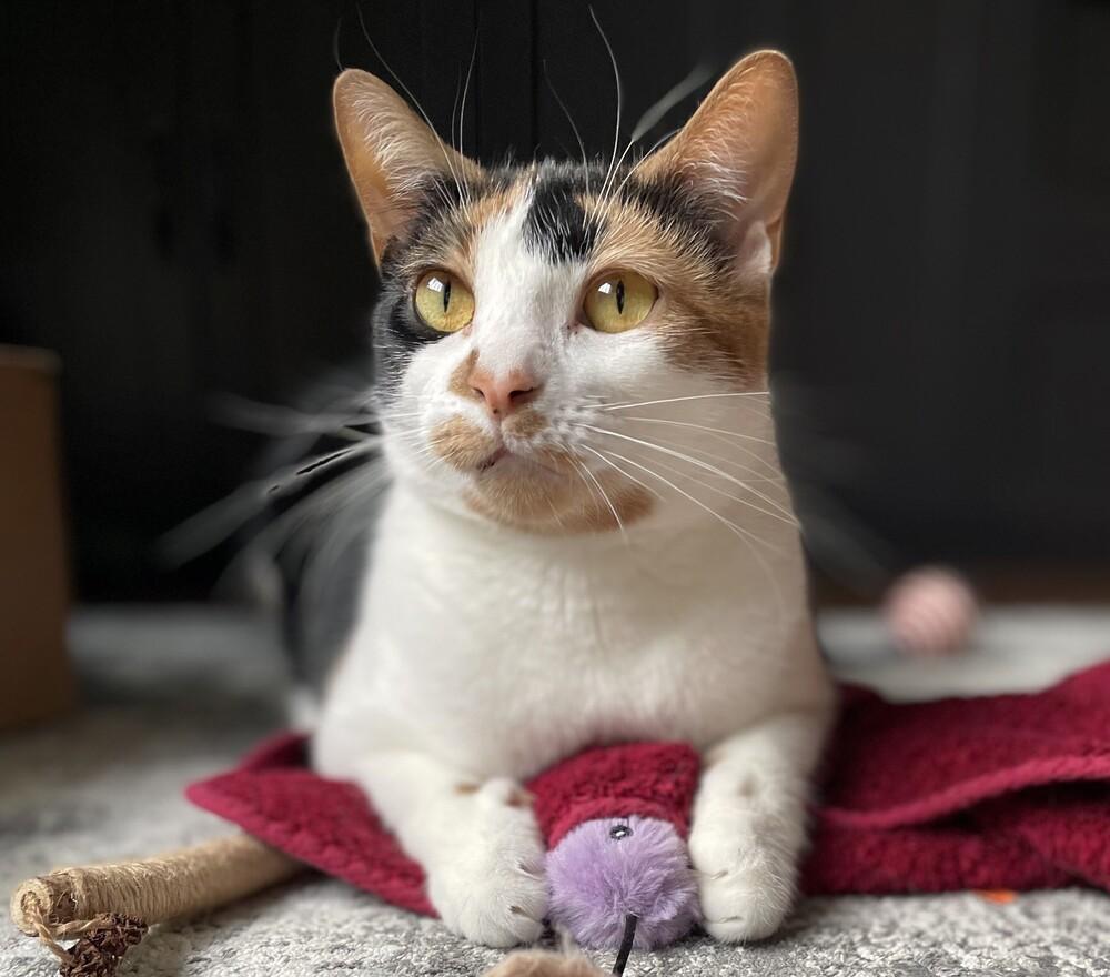 Enlarge Sweetie Pie, a Adoptable Domestic Short Hair in Elmsford, NY image 4/6