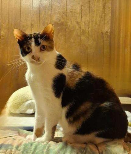 Enlarge Sweetie Pie, a Adoptable Domestic Short Hair in Elmsford, NY image 3/6