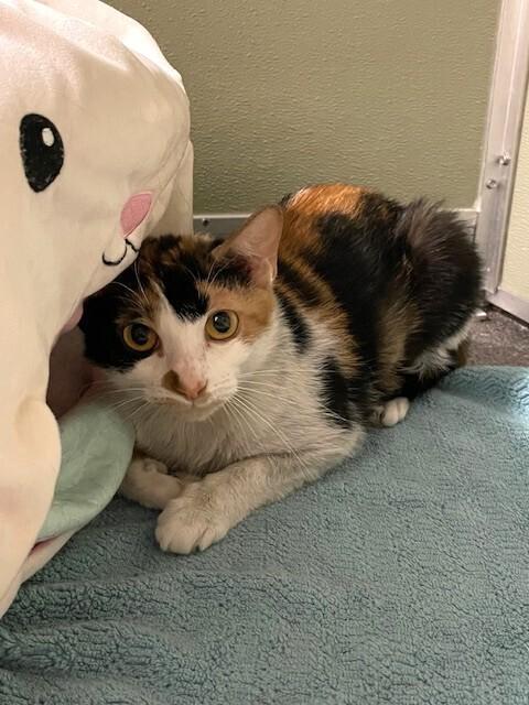 Enlarge Sweetie Pie, a Adoptable Domestic Short Hair in Elmsford, NY image 4/6