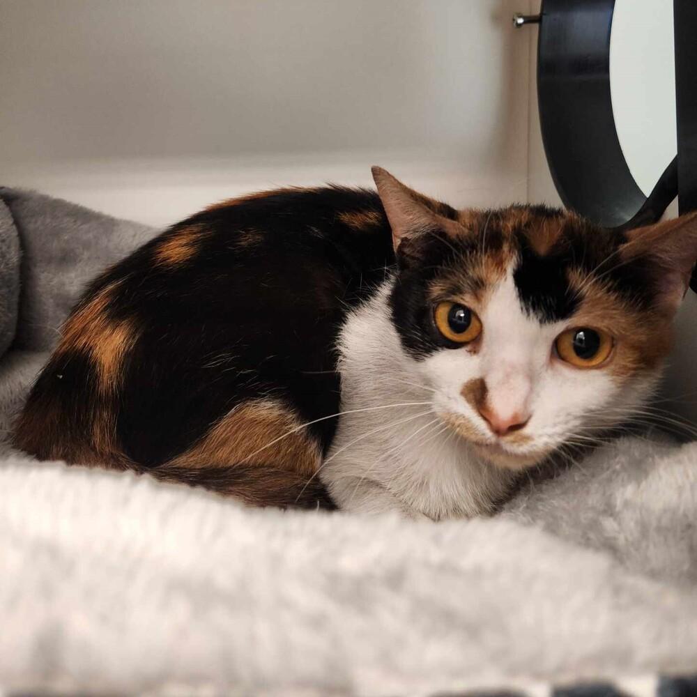 Enlarge Sweetie Pie, a Adoptable Domestic Short Hair in Elmsford, NY image 5/6