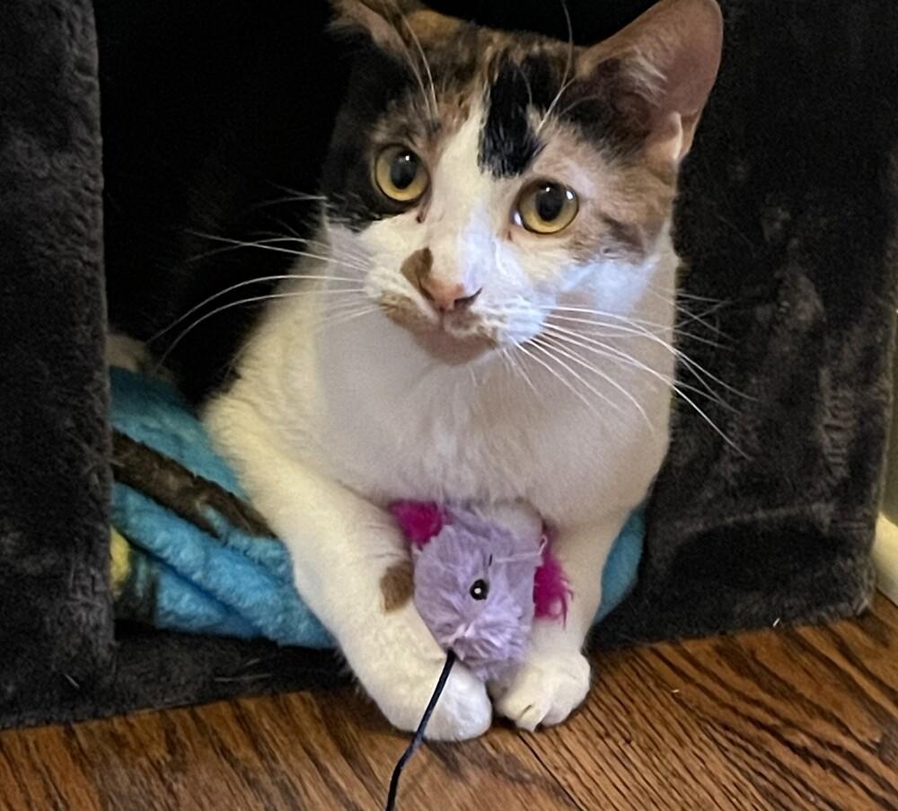 Enlarge Sweetie Pie, a Adoptable Domestic Short Hair in Elmsford, NY image 6/6