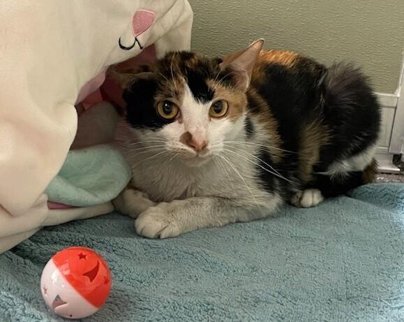 Enlarge Sweetie Pie, a Adoptable Domestic Short Hair in Elmsford, NY image 6/6