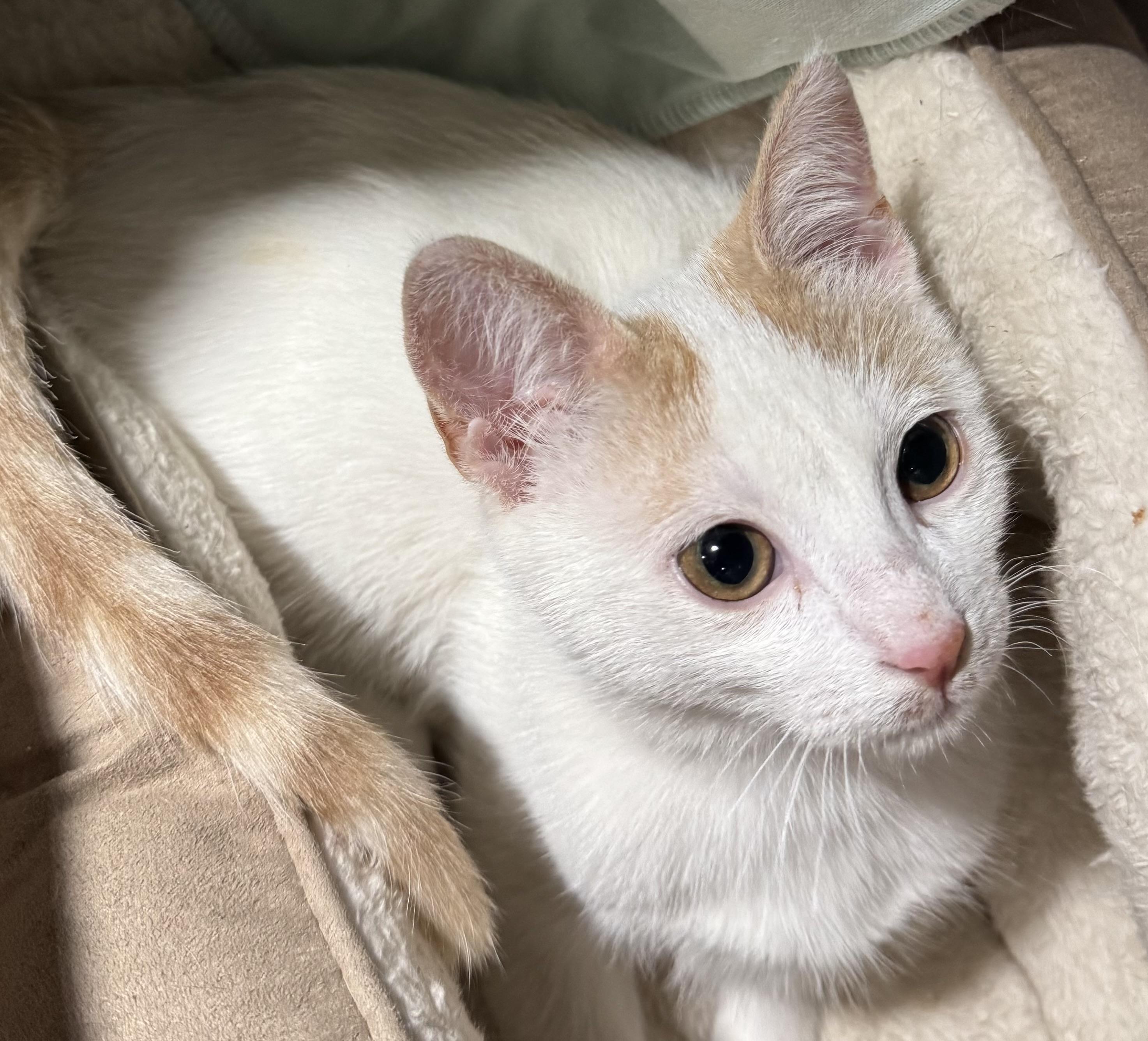 Enlarge Stitch & Salah - Bruno & Lorena Medina, an adopted mixed breed in Brampton, ON image 3/6