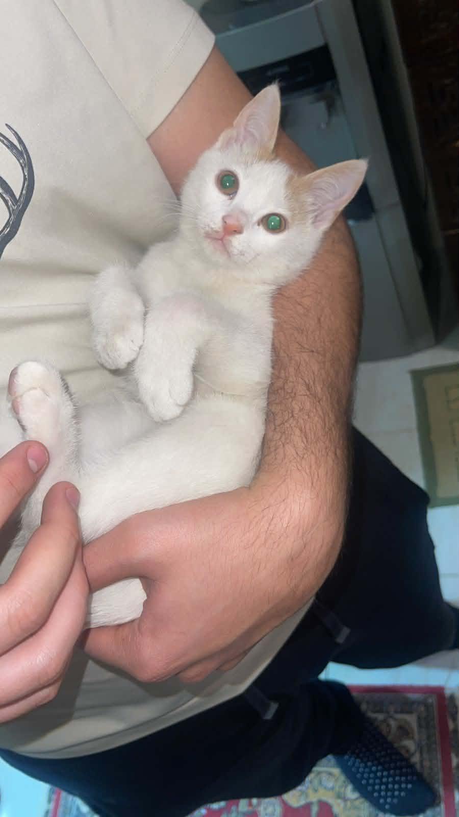 Enlarge Stitch & Salah - Bruno & Lorena Medina, an adopted mixed breed in Brampton, ON image 4/6