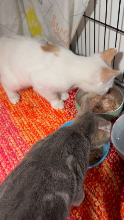 Enlarge Stitch & Salah - Bruno & Lorena Medina, an adopted mixed breed in Brampton, ON video 5/6