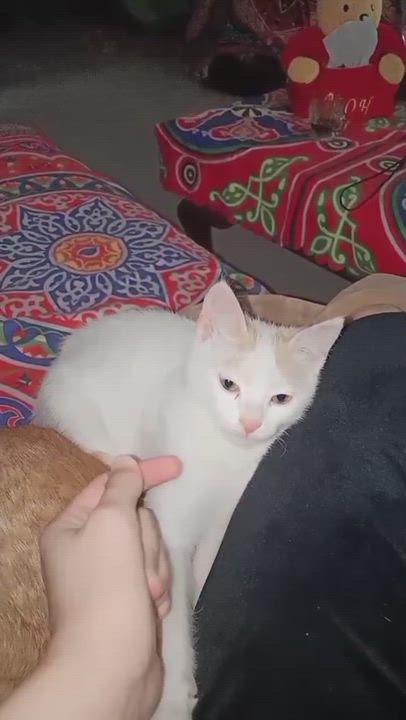 Enlarge Stitch & Salah - Bruno & Lorena Medina, an adopted mixed breed in Brampton, ON video 6/6