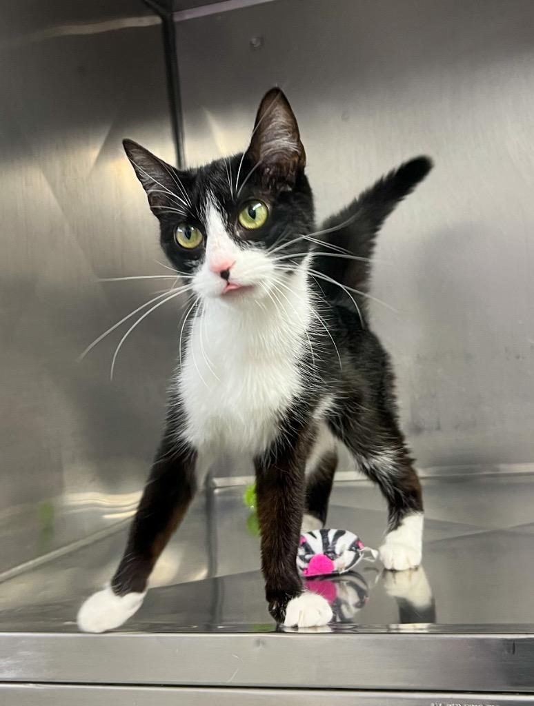 Mittens, Adopted, Young Female Domestic Short Hair.