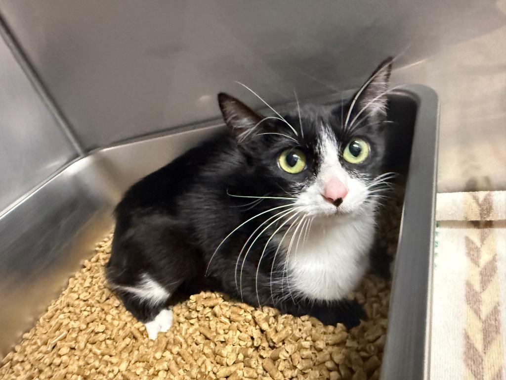 Mittens, Adoptable, Young Female Domestic Short Hair.