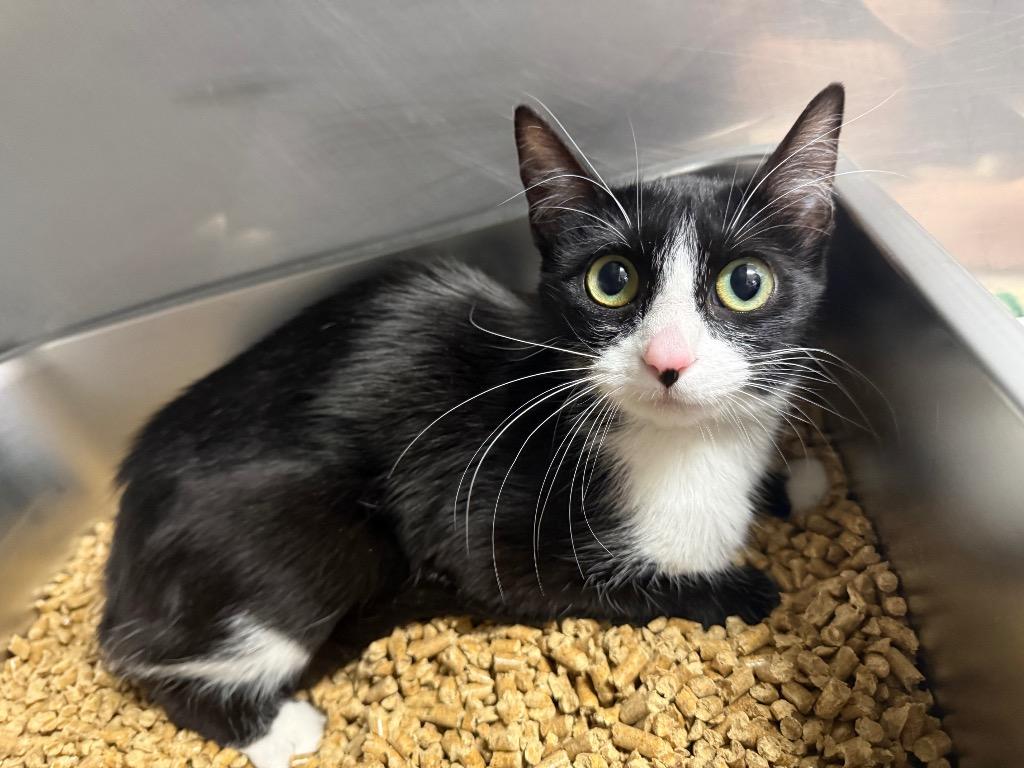 Enlarge Mittens, a Adoptable mixed breed in Murray, KY image 2/2