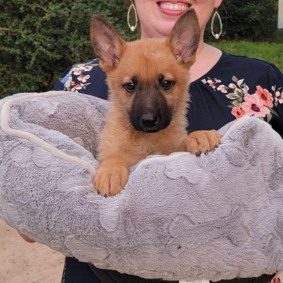 Waffles, adopted, Young Male Belgian Shepherd / Malinois.