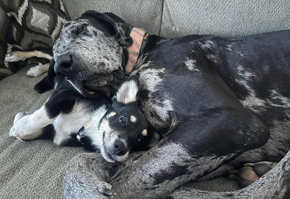 Enlarge Duke the Dane, a Adoptable Great Dane in conroe, TX image 2/3