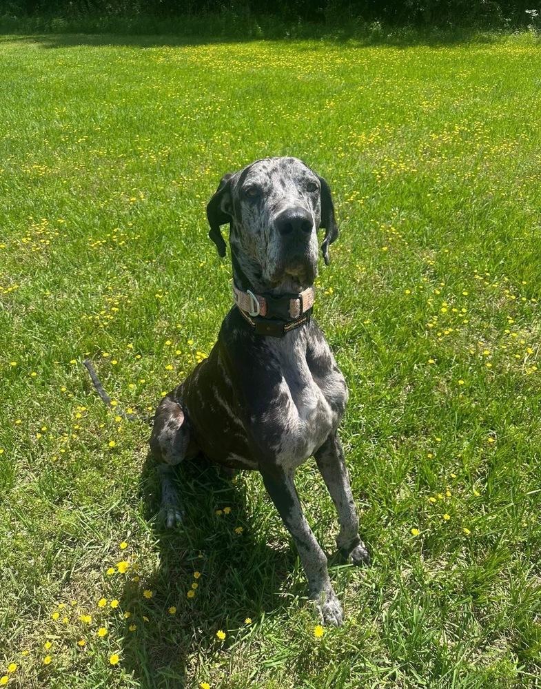 Enlarge Duke the Dane, a Adoptable Great Dane in conroe, TX image 1/3