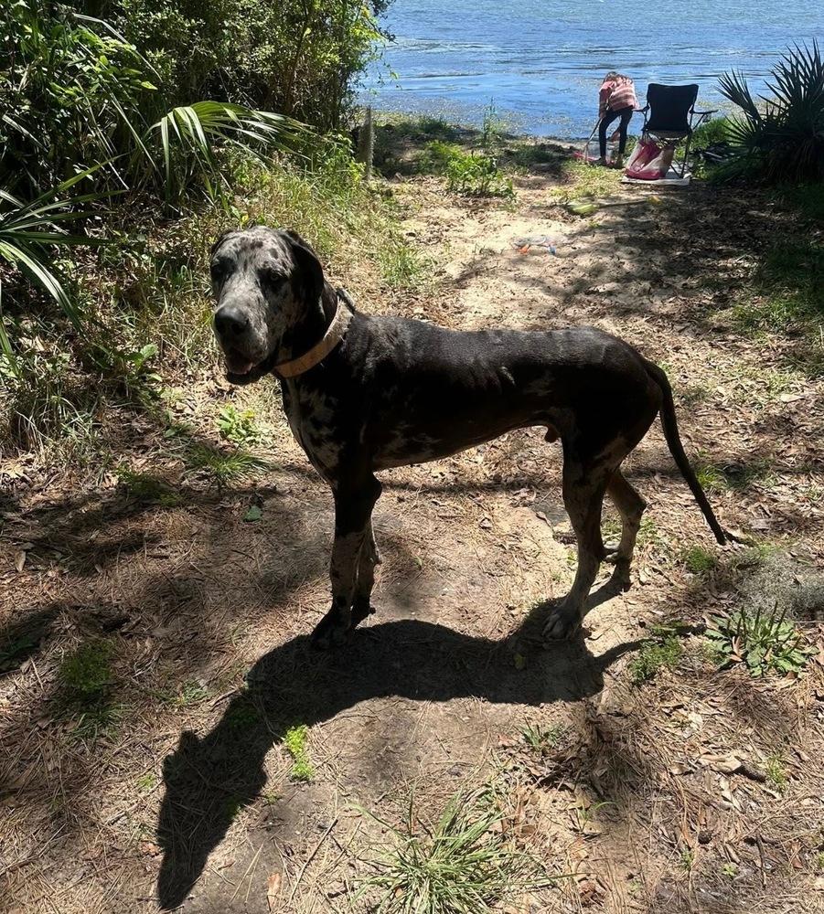 Enlarge Duke the Dane, a Adoptable Great Dane in conroe, TX image 3/3