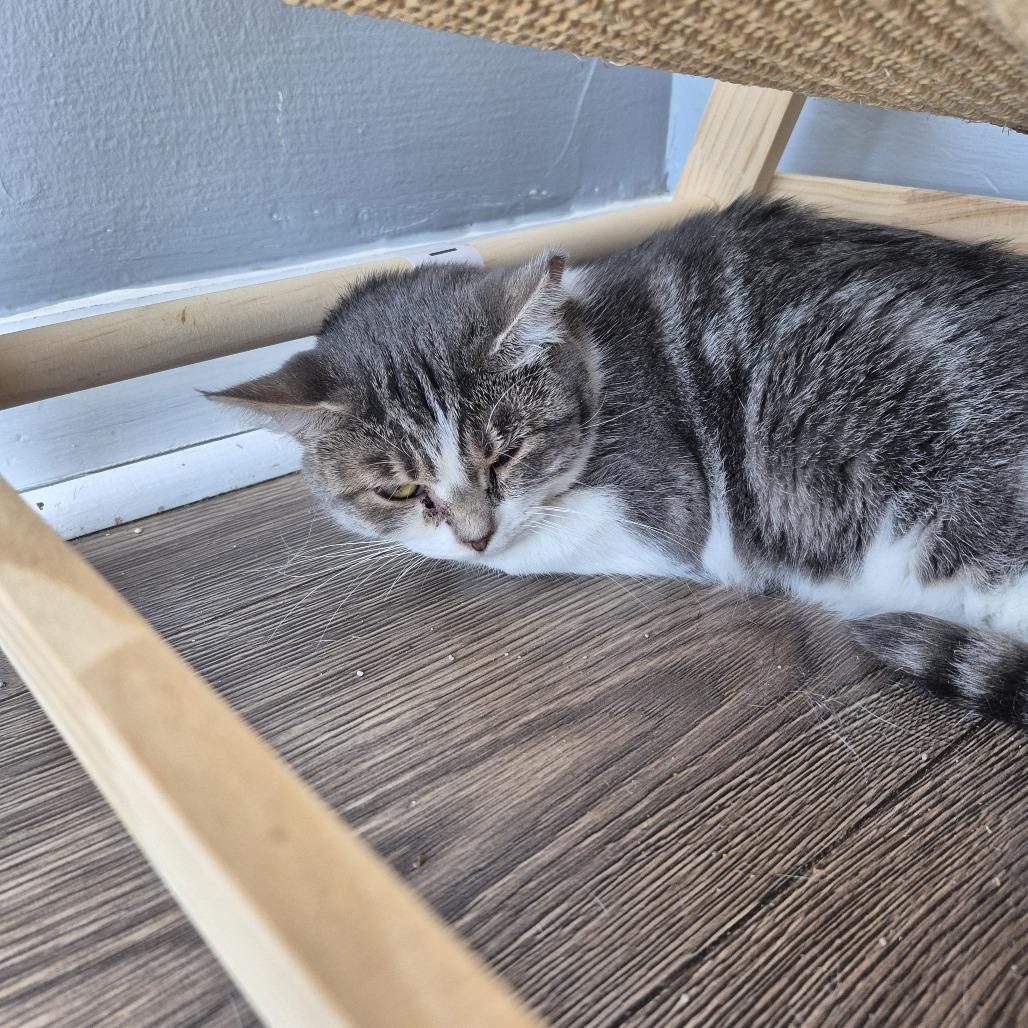 Enlarge Jiggy June, a Adoptable Domestic Short Hair in Nashville, TN image 1/1