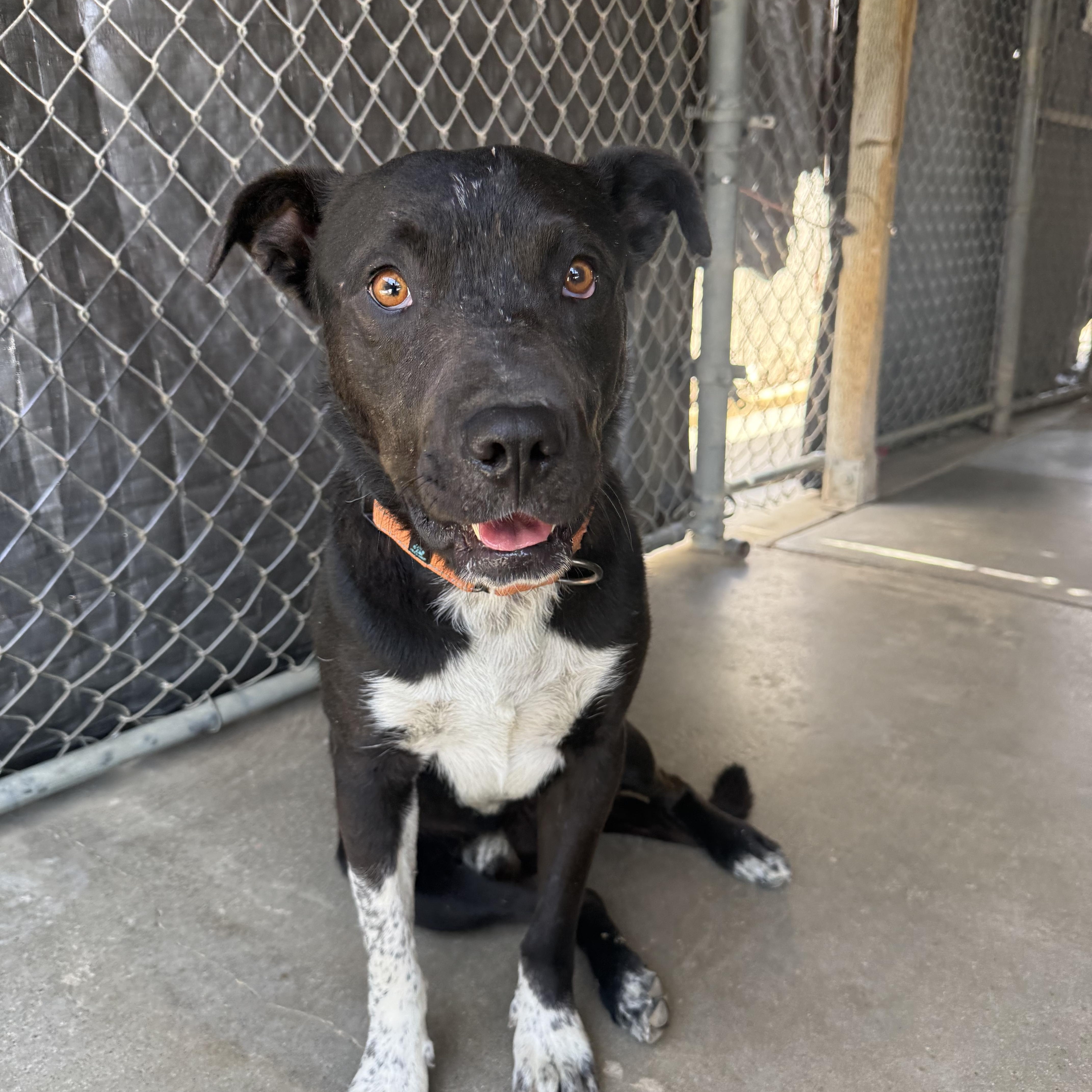 BOBBY, ADOPTABLE, Young Male Pointer & Cattle Dog.