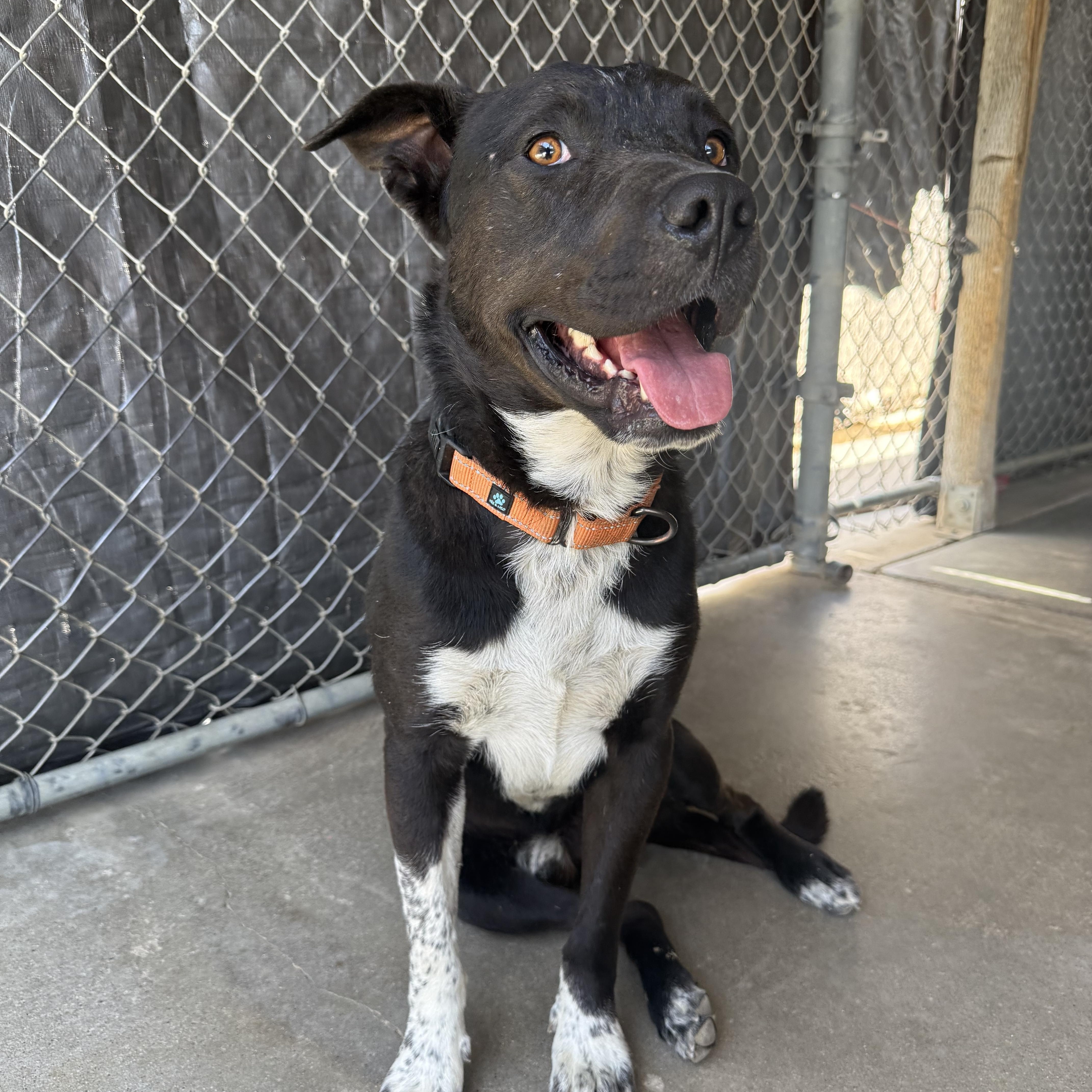 Enlarge BOBBY, a ADOPTABLE mixed breed in Joshua Tree, CA image 5/5