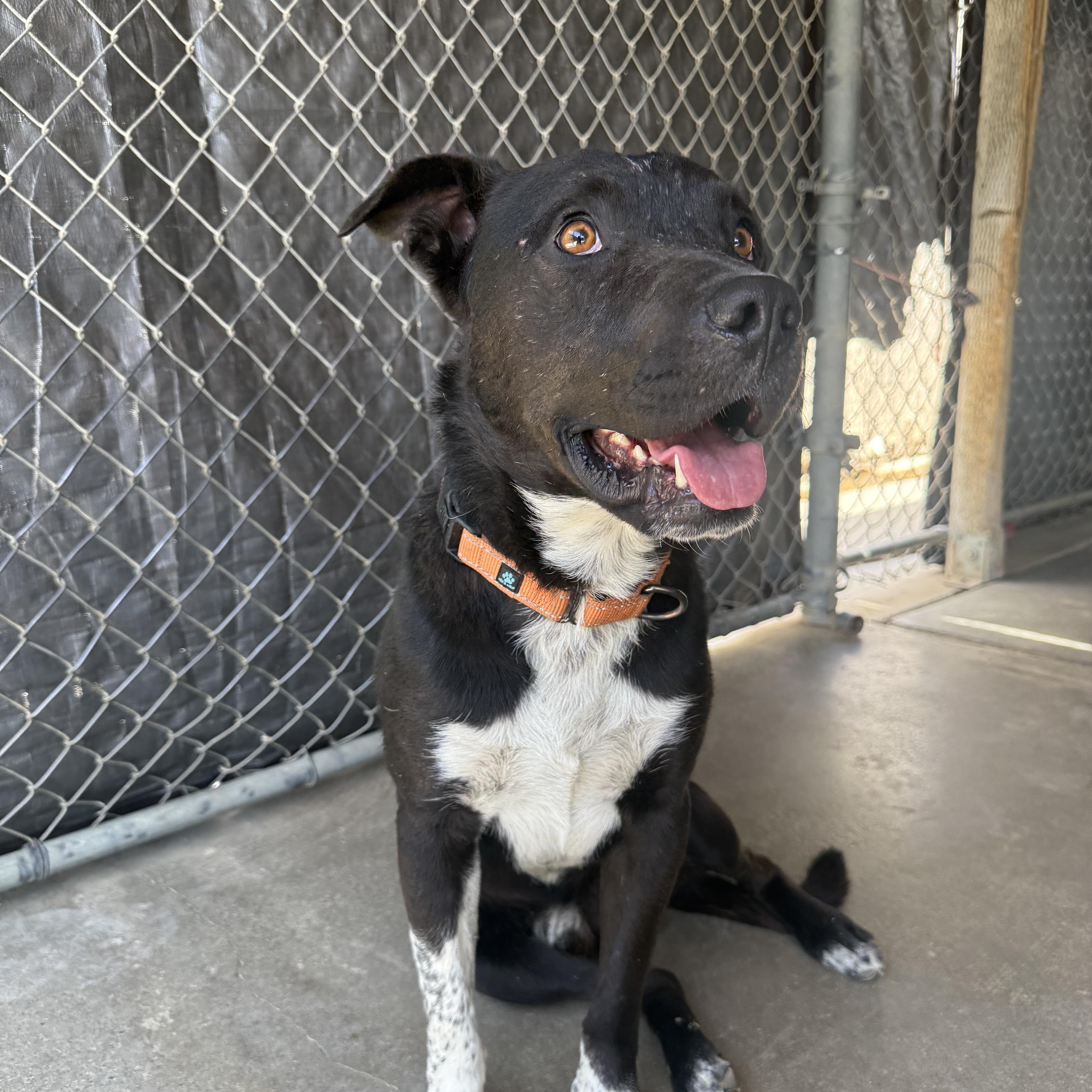 Enlarge BOBBY, a ADOPTABLE mixed breed in Joshua Tree, CA image 2/5