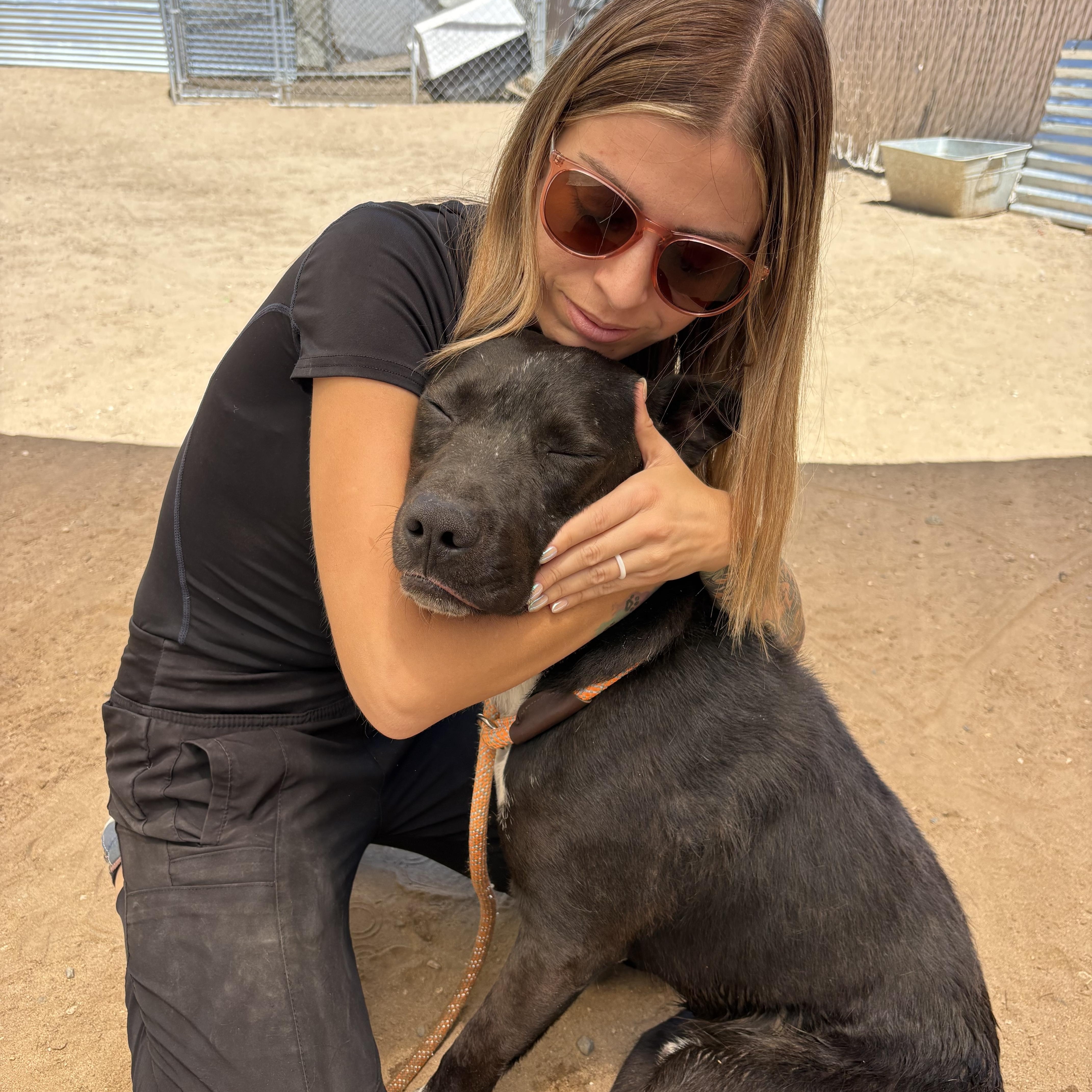 Enlarge BOBBY, a ADOPTABLE mixed breed in Joshua Tree, CA image 3/5