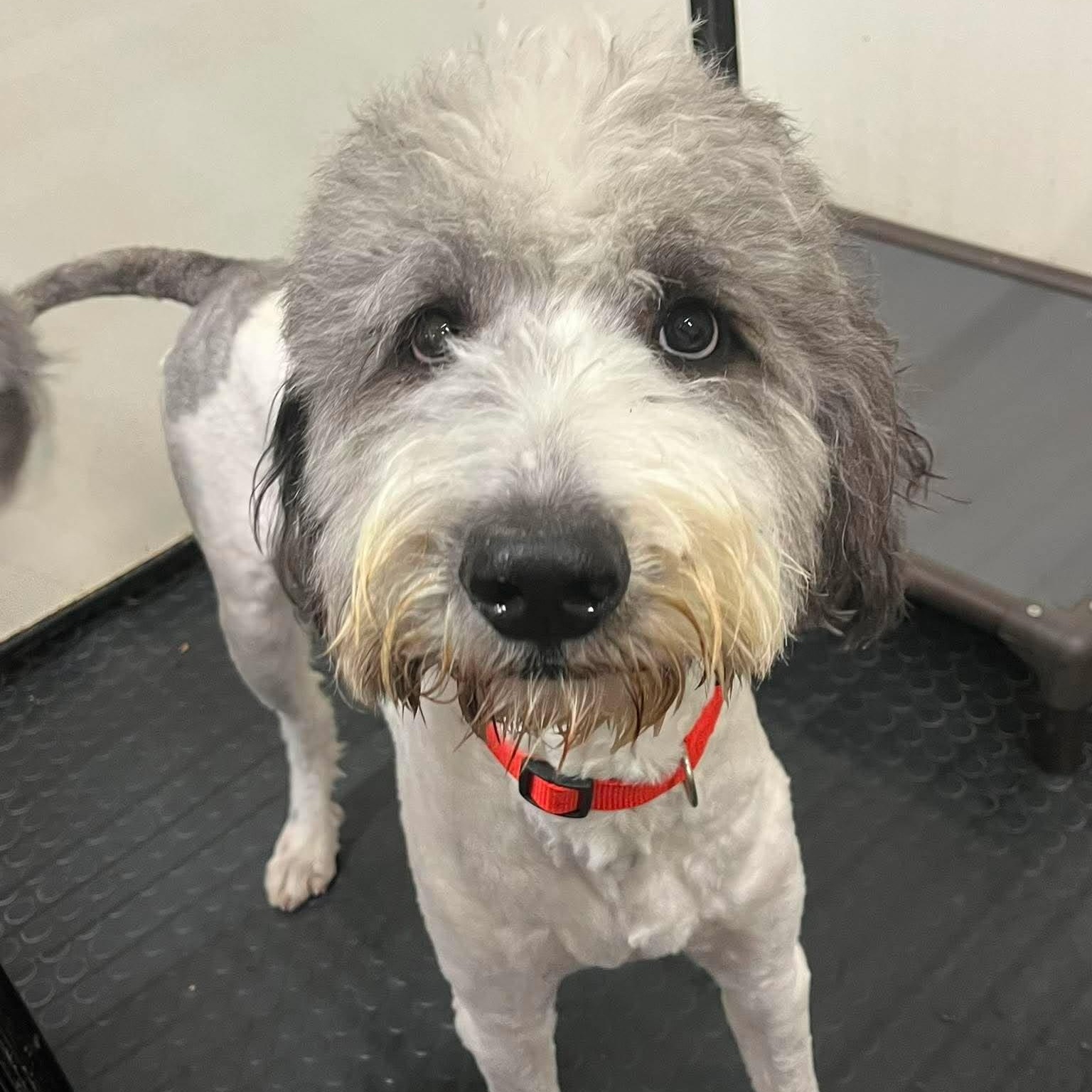 Enlarge Bentley-Foster Home Needed, a Adoptable mixed breed in Hartland, WI image 5/6