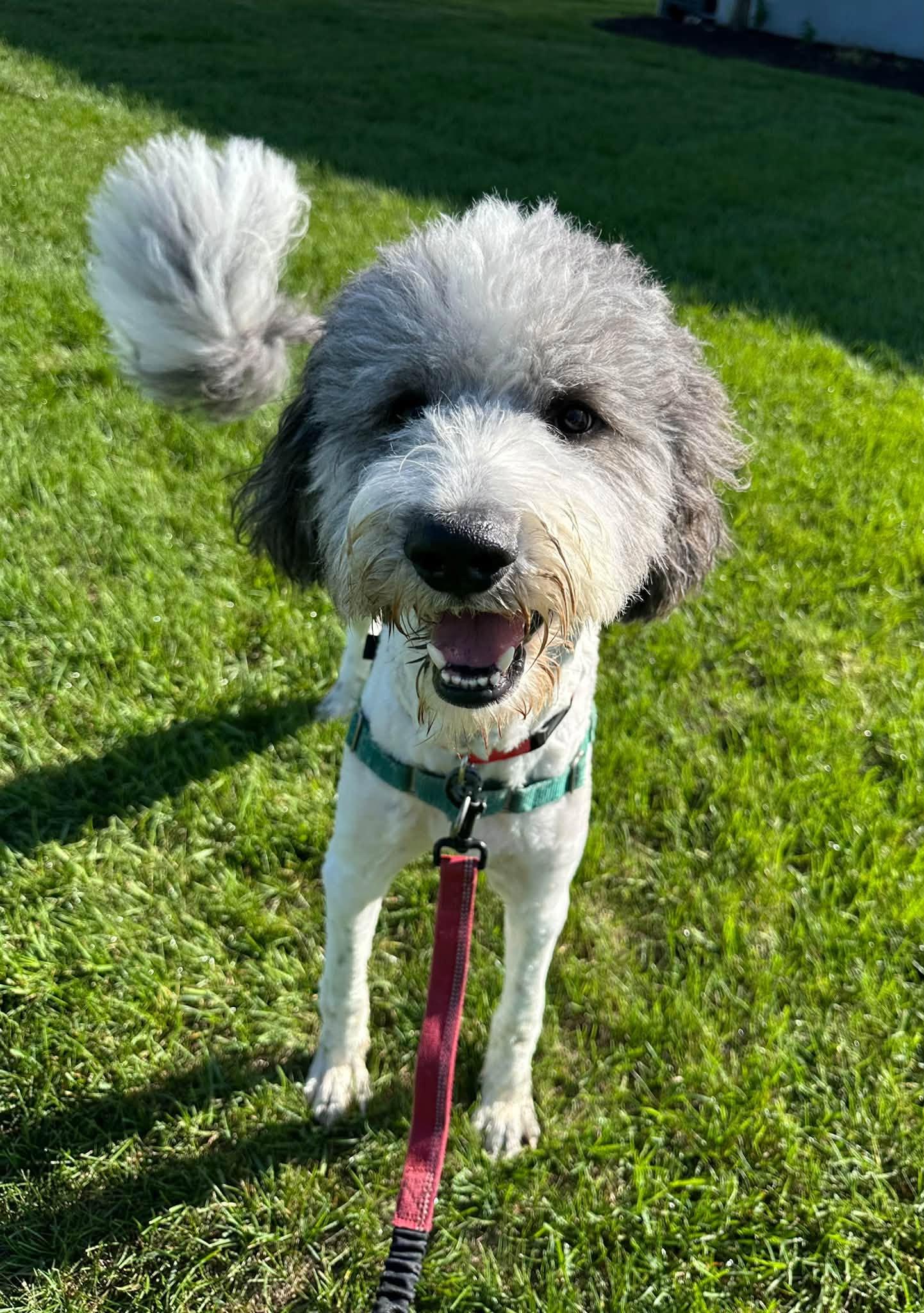 Enlarge Bentley-Foster Home Needed, a Adoptable mixed breed in Hartland, WI image 2/6
