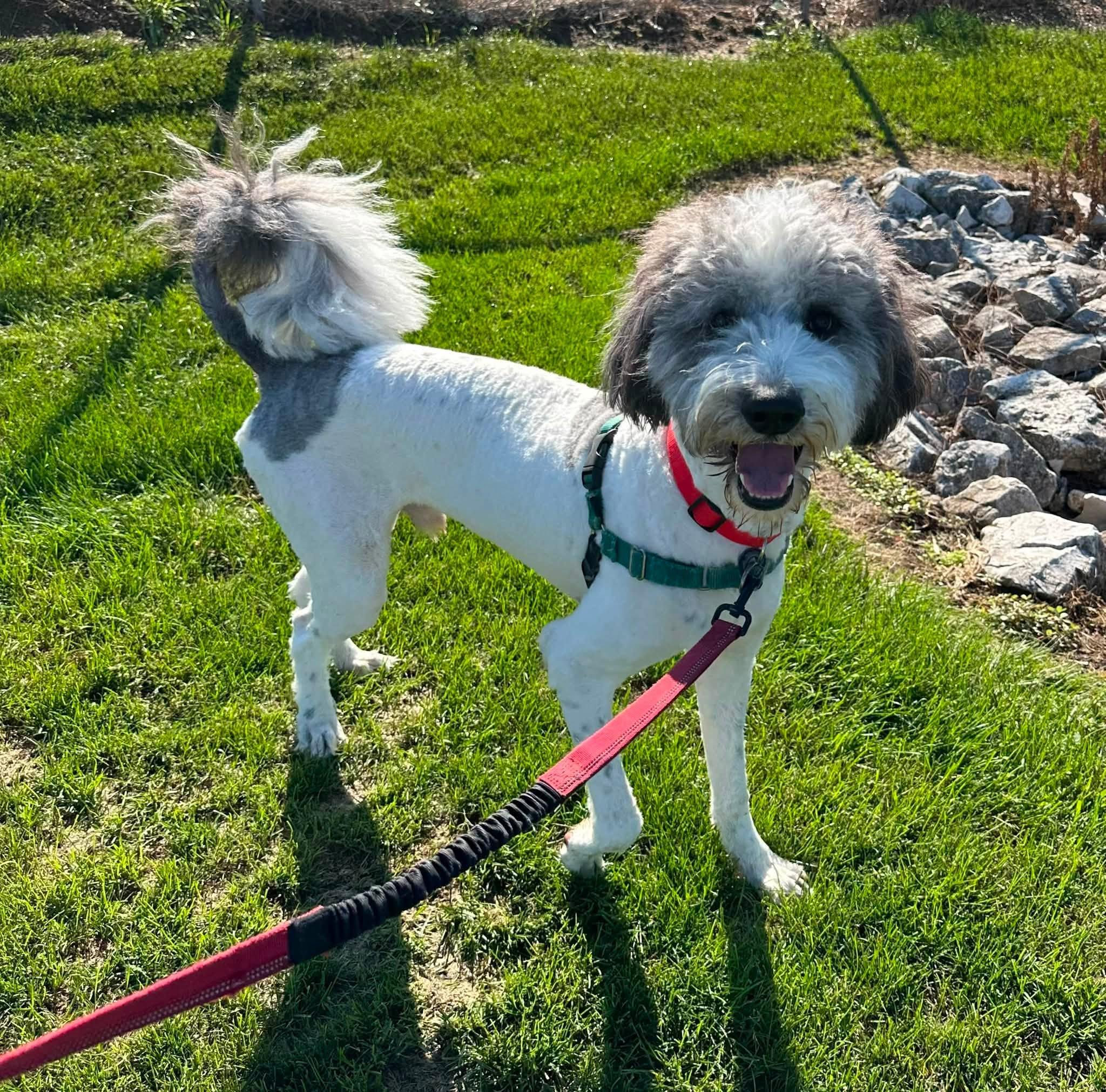 Enlarge Bentley-Foster Home Needed, a Adoptable mixed breed in Hartland, WI image 1/6