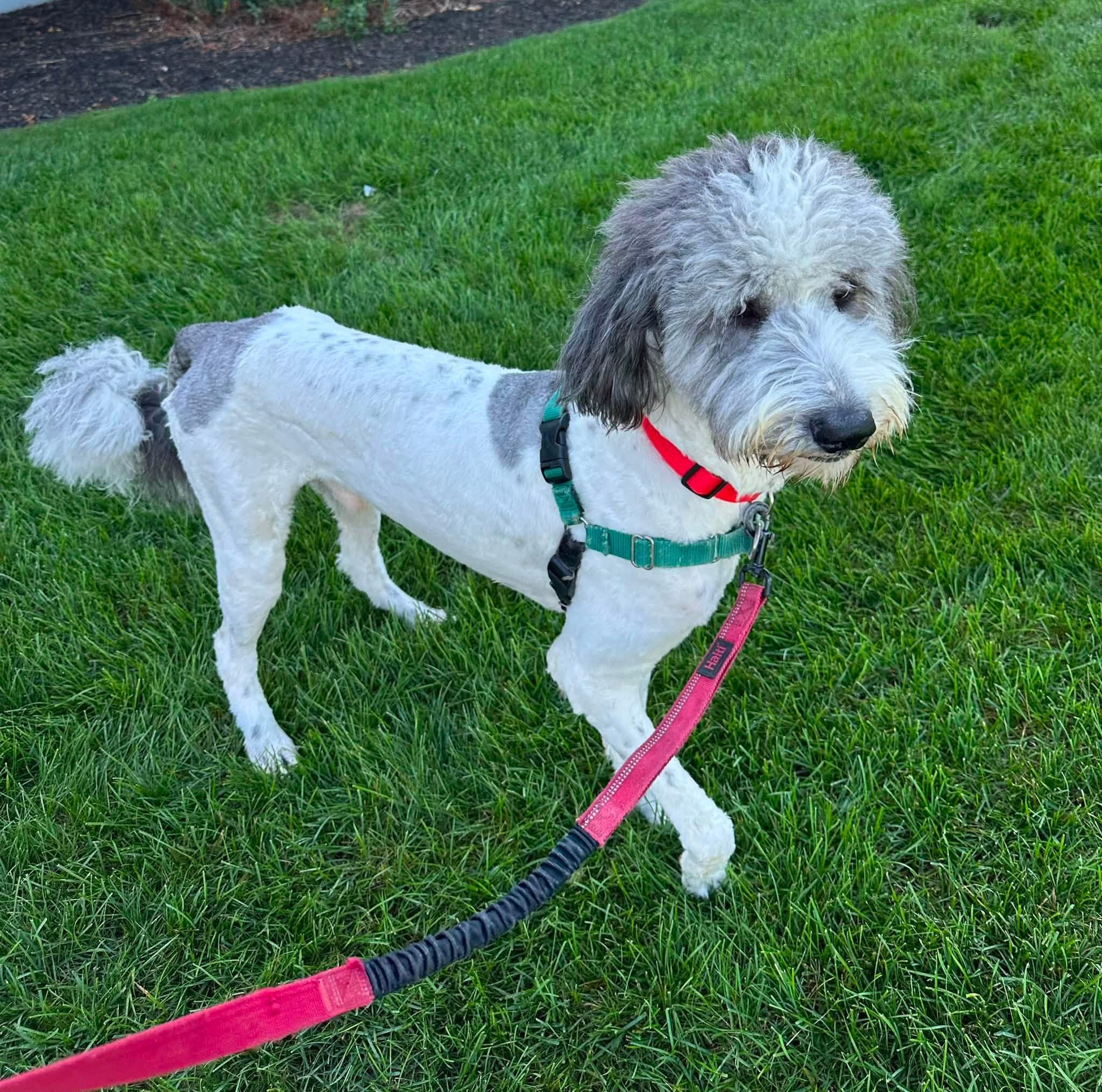 Enlarge Bentley-Foster Home Needed, a Adoptable mixed breed in Hartland, WI image 3/6