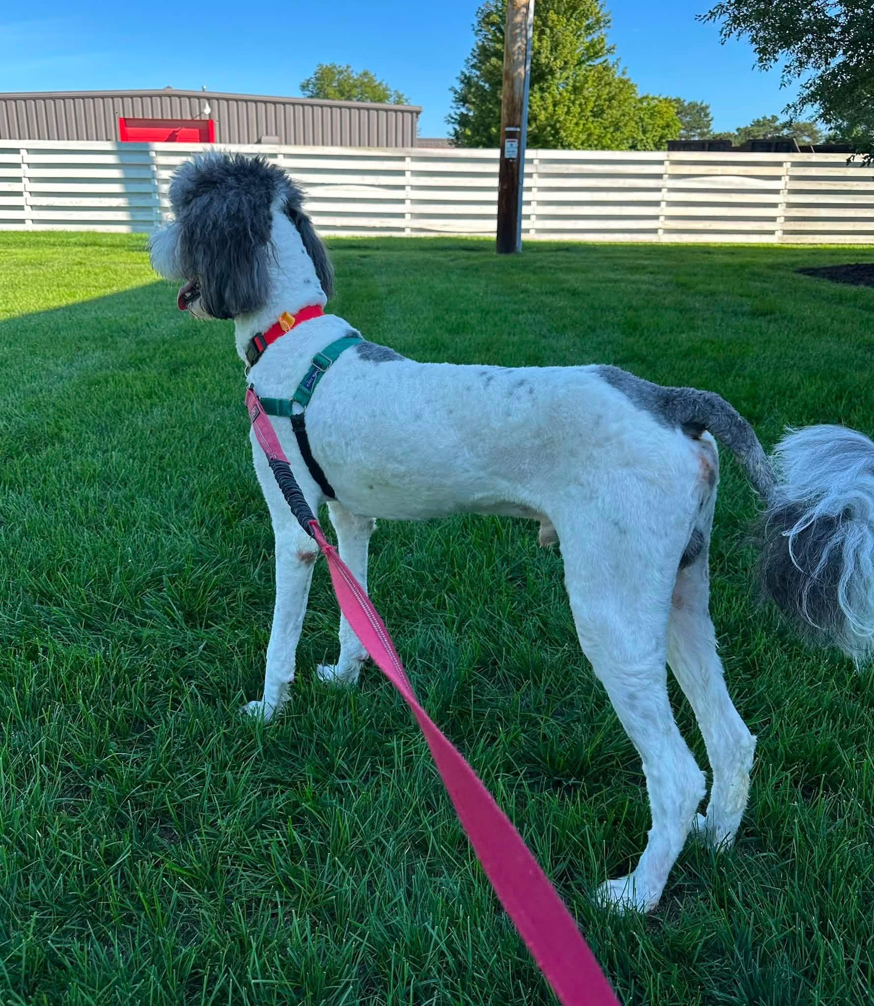 Enlarge Bentley-Foster Home Needed, a Adoptable mixed breed in Hartland, WI image 4/6
