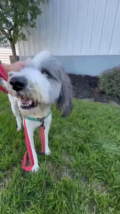 Enlarge Bentley-Foster Home Needed, a Adoptable mixed breed in Hartland, WI video 6/6