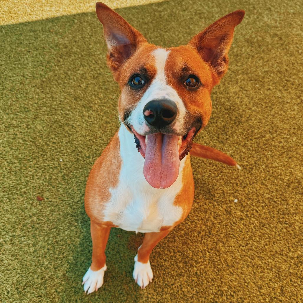 Jeepers, adoptable, Adult Male Shepherd & Boxer.