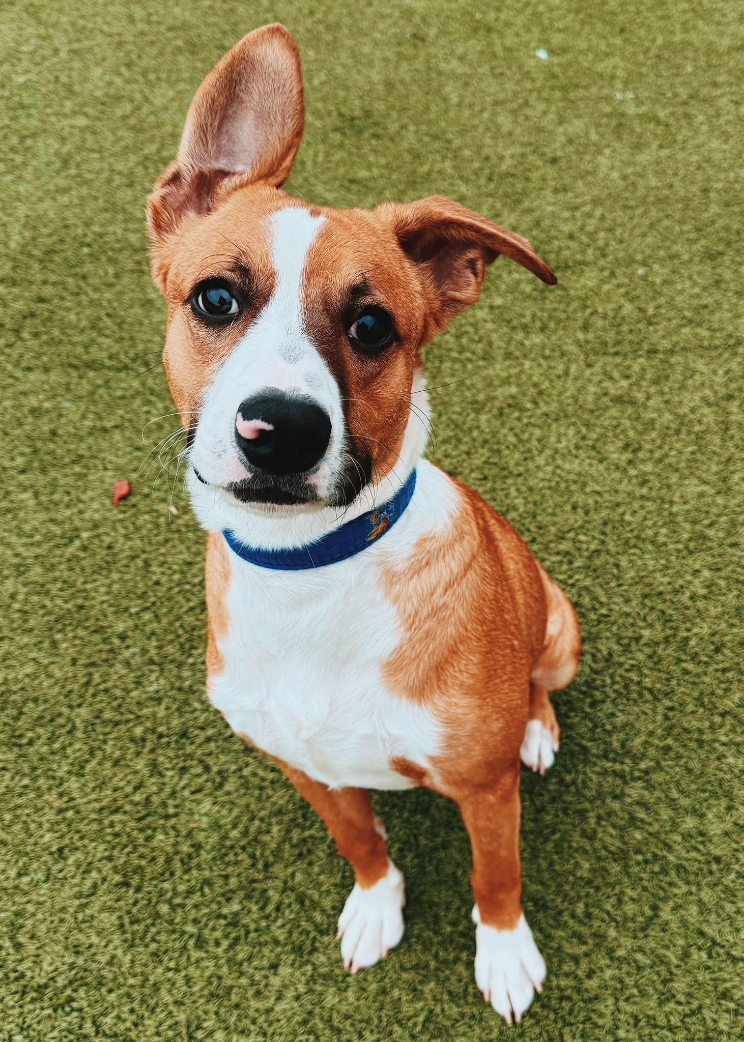 Enlarge Jeepers, an adoptable mixed breed in Hays, KS image 1/1