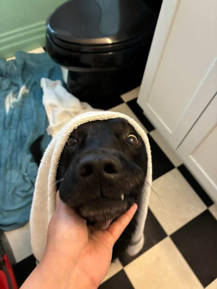 Bo, a ADOPTABLE Black Labrador Retriever in Manhattan, KS image 5/5
